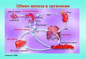 Железодефицитная анемия: причины, диагностика и лечение